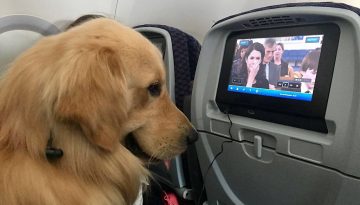 H Aegean Airlines στους 5 top αερομεταφορείς της Ευρώπης για κατοικίδια