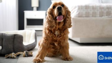 Πώς να κάνετε το Airbnb σας pet friendly: Συμβουλές και κανονισμοί