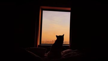 &Xi;&epsilon;&nu;&omicron;&delta;&omicron;&chi;&epsilon;ί&alpha; &kappa;&alpha;&iota; &kappa;&alpha;&tau;&alpha;&lambda;ύ&mu;&alpha;&tau;&alpha; pet friendly &mu;&epsilon;&hellip; &alpha;&sigma;&tau;&epsilon;&rho;ί&sigma;&kappa;&omicron;&upsilon;&sigmaf; &ndash; &Tau;&Alpha; &Nu;&Epsilon;&Alpha;